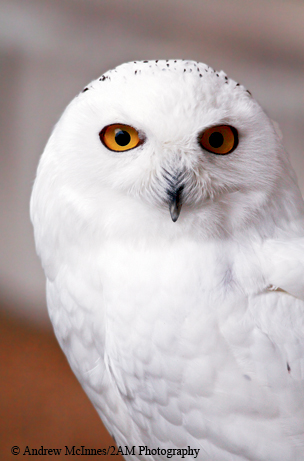 Snowy owl